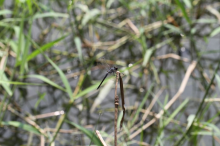 溪神蜻蜓